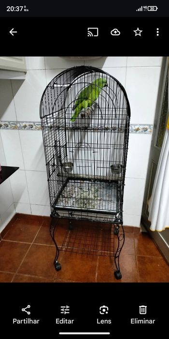 Papagaios auropalliatas aceito troca