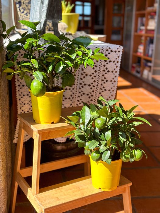 Limoeiros mini e Kumquats mini com fruto - ULTIMOS