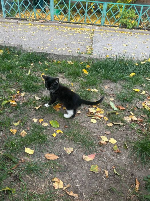 Кошенята, котики в добрі руки