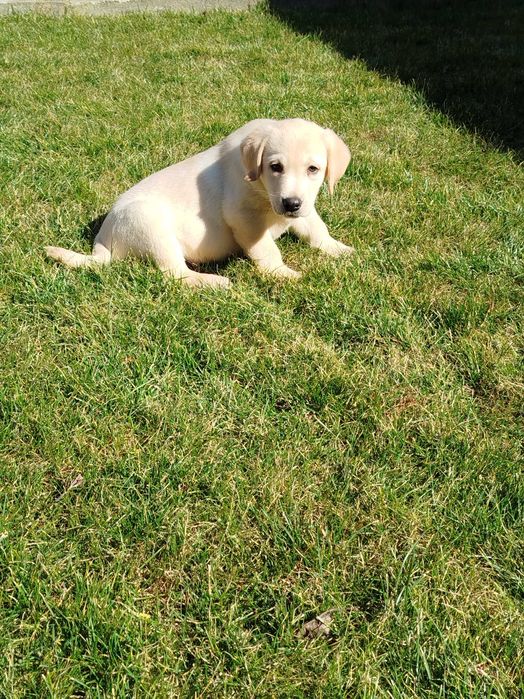Labrador suczka tel.-5.7.5.3.0.2.0.3.9.
