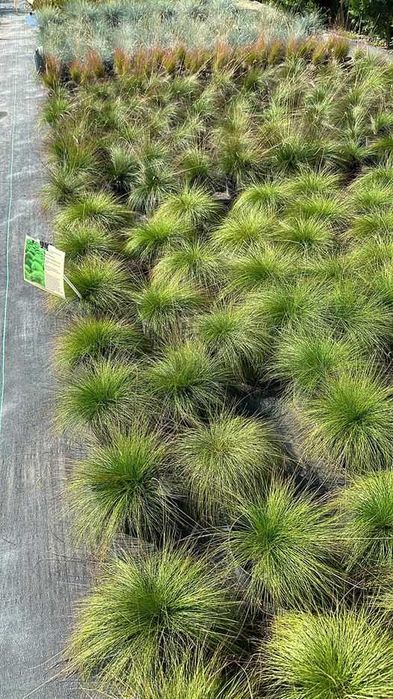 Trawy Ozdobne - Rozplenice Proso Miskanty Turzyca Stipy Pampasowe