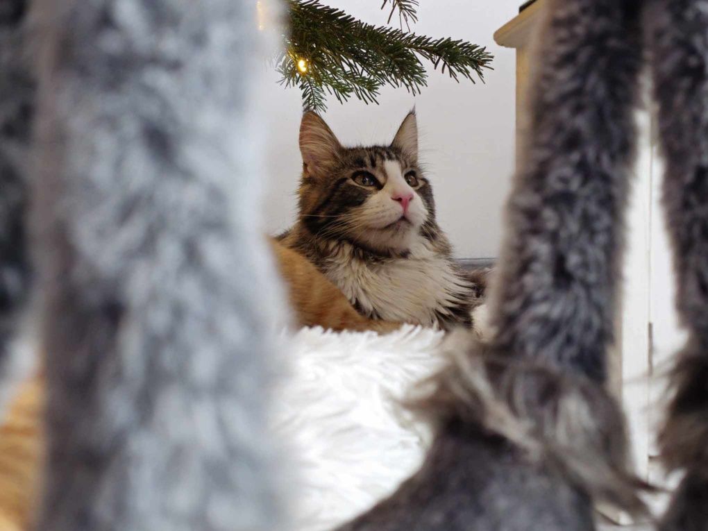 Kot Maine Coon Hades z wyprawką