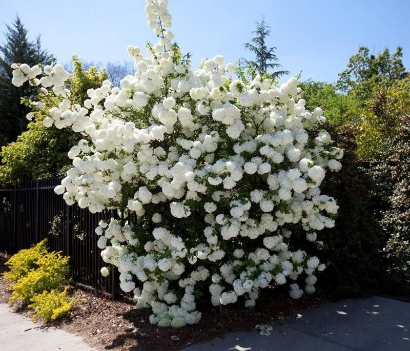 Kalina Koralowa (Viburnum Opoulus) wys. 30-50 cm, donica 2l