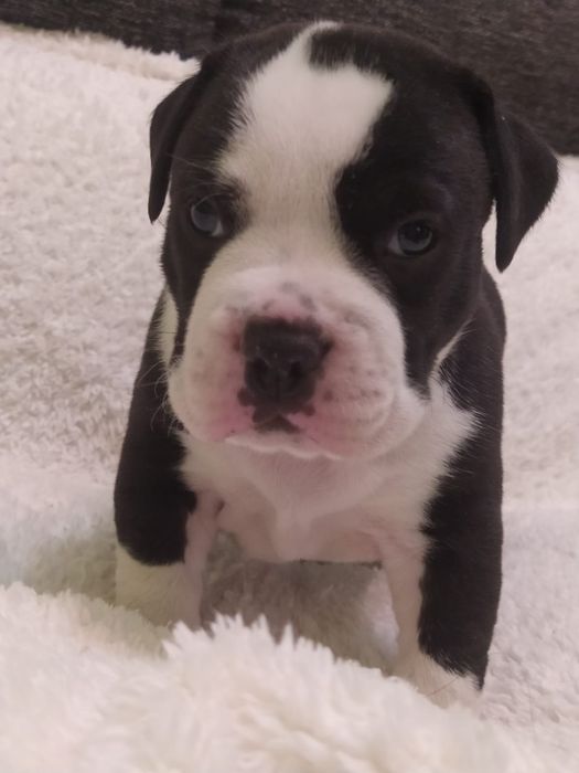 Amstaff piękny piesek ZKWP FCI rodowód