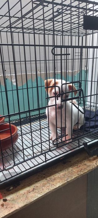 Menina jack russel terrier so hoje