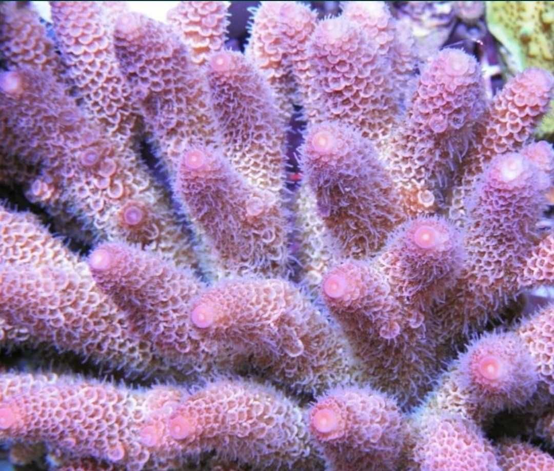 Acropora koral twardy SPS  akwarium morskie