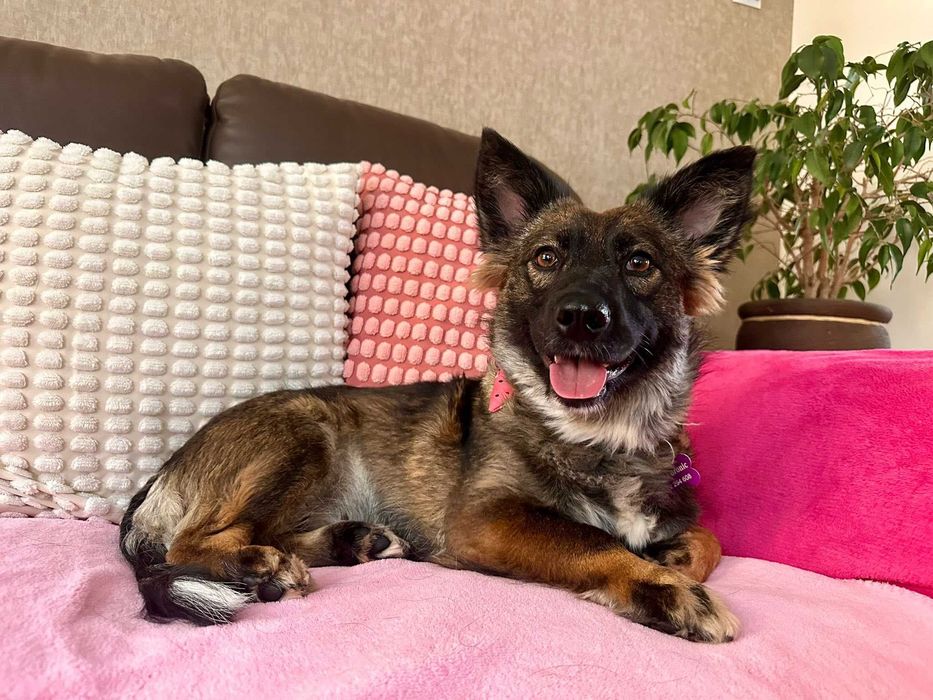 Przyjazna sunia do adopcji - Toskania!