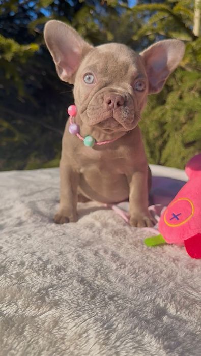Buldog Francuski dziewczynka New shade Isabella