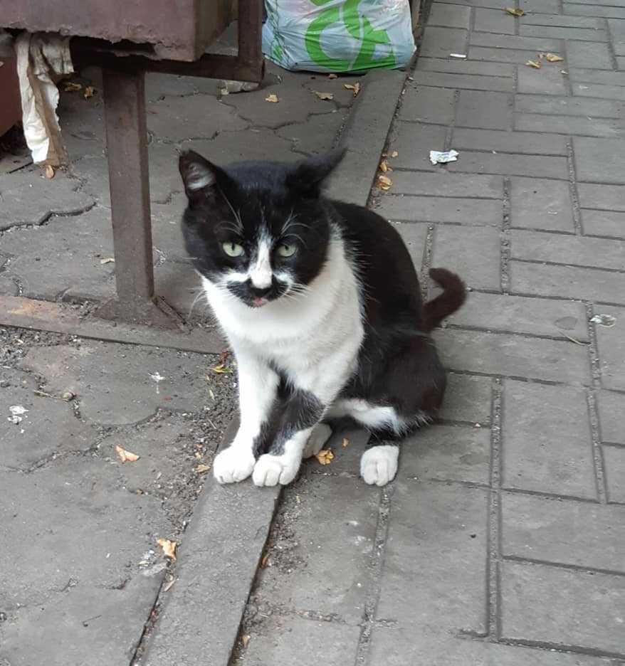 У этого котика умер хозяин и он оказался на улице