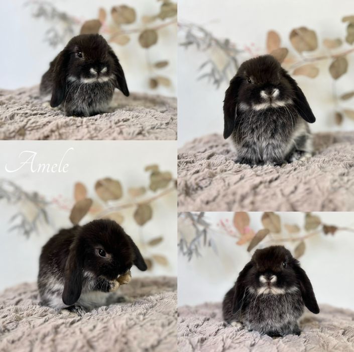 Króliczek Króliczki mini lop oraz Karzełki Teddy