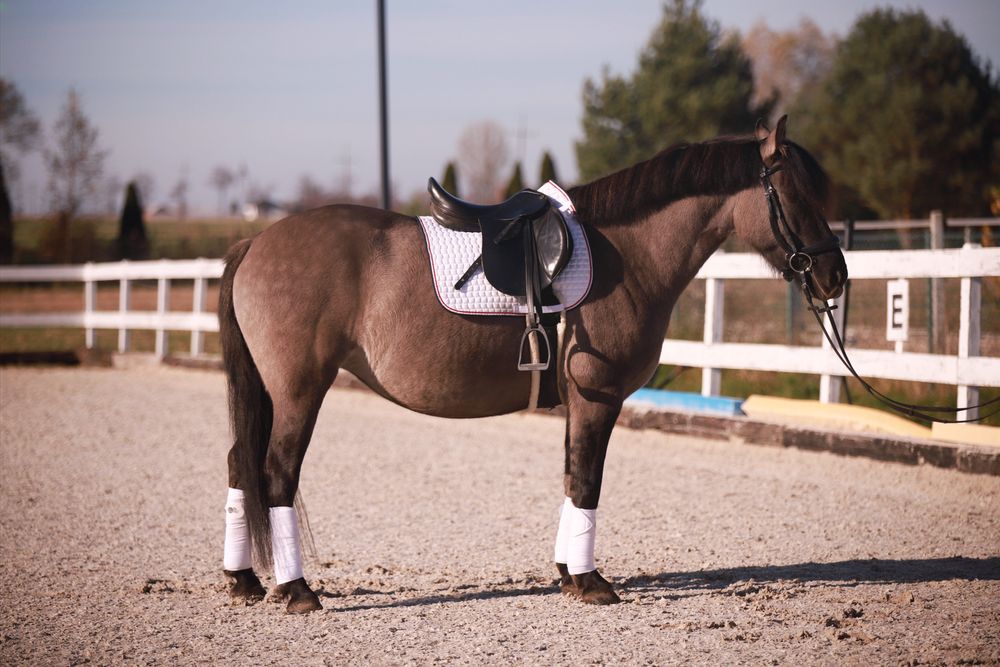 Sprzedam urodziwą klacz z predyspozycjami do ujeżdżenia