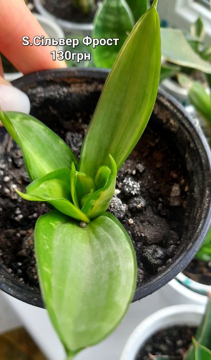 Сансевієрії. Домашні дітки