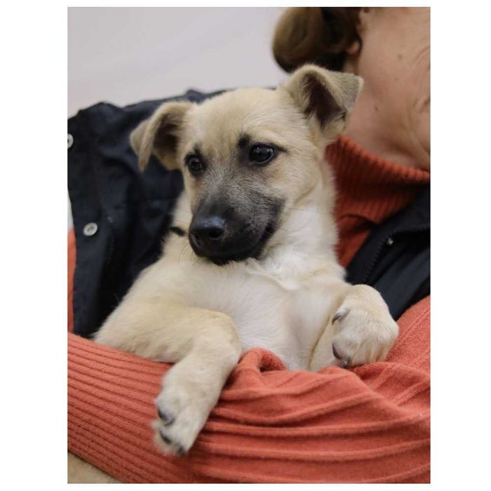 Небольшой пес, щенок в хорошие руки