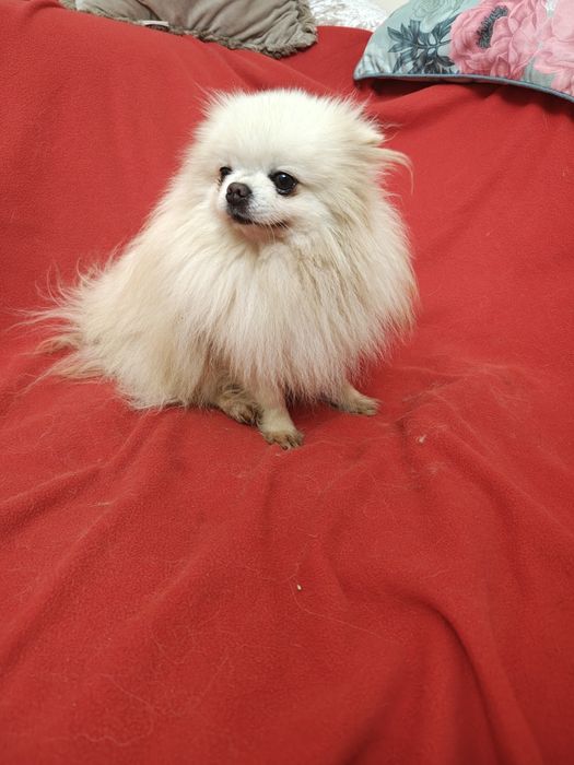 Piesek szpic miniaturowy