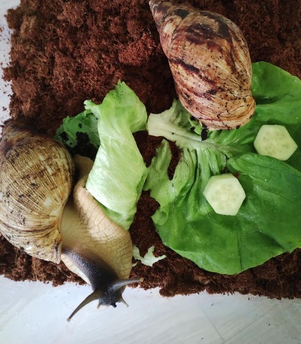 Dwa ślimaki afrykańskie + box