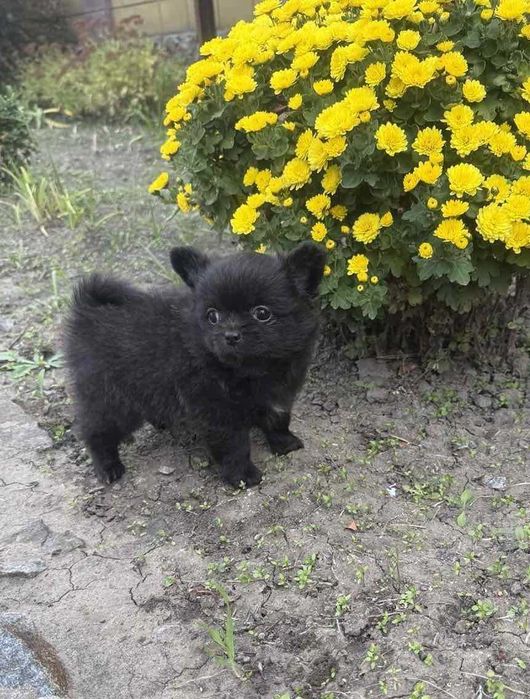 Помчі д/ш дівчинка.