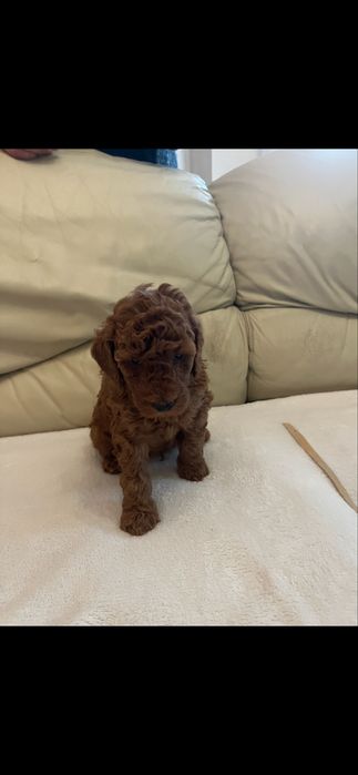 Pudel średni Zwkp FCI