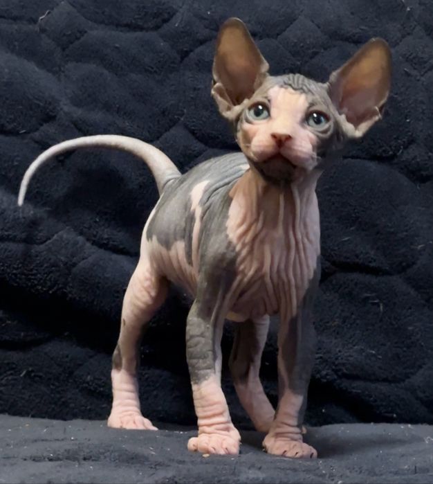 Дуже цікавий хлопчик.