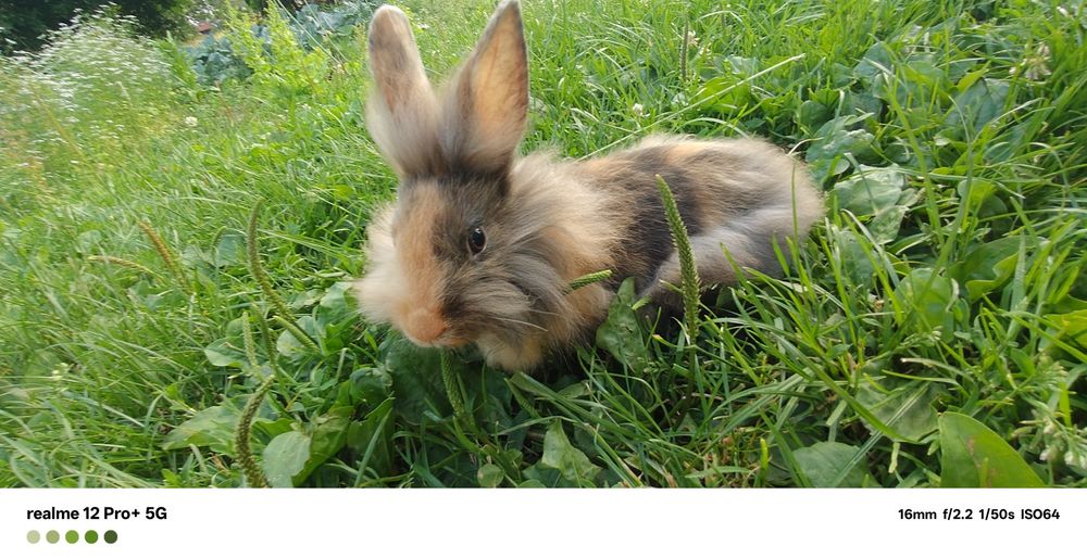 Sprzedam cztery króliki miniaturki