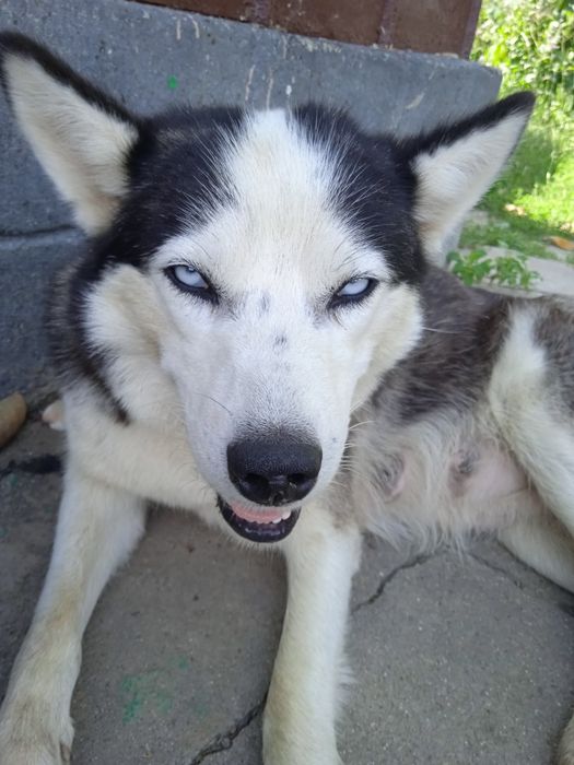 Продаються щінки хаски дві дівчинки чотири хлопчика.народилися 5 липня