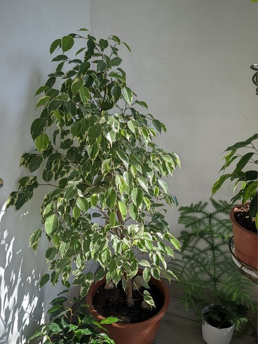 Продам фікуси Бенжаміна