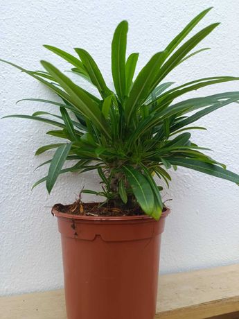 vendo planta palmeira madagascar