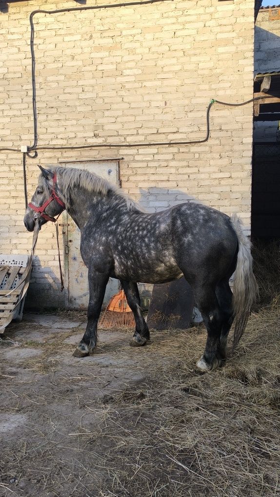 Koń lekki wałach