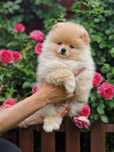 Pomeranian Szpic miniaturowy, ZKwP/FCI