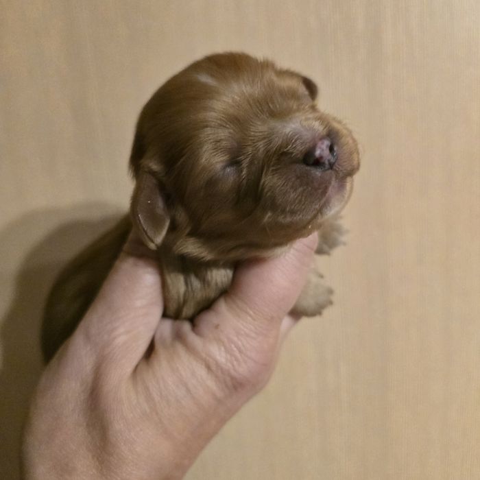 Cavalier King Charles Spaniel