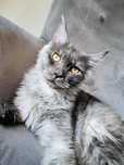 Kocurek Maine Coon rodowod FPL