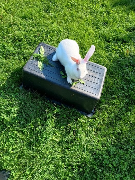 Królik ,samiec,samica termodzki biały młode Tb