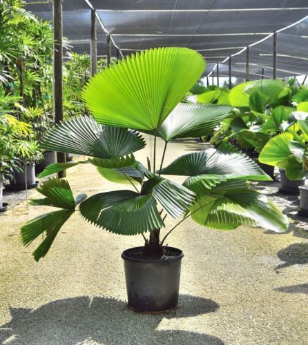 Rara palmeira de leque japonesa ou Licuala grandis