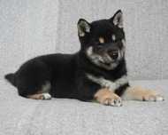 shiba inu czarny piesek szczeniaczek