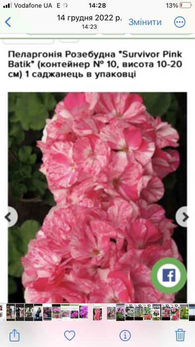 Краса на підвіконні