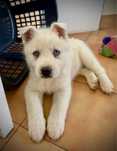 Husky siberiano c/lop pedigree FCI
