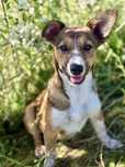 MELINDA  - 4 mies. szczepiona zdrowa suczka do adopcji