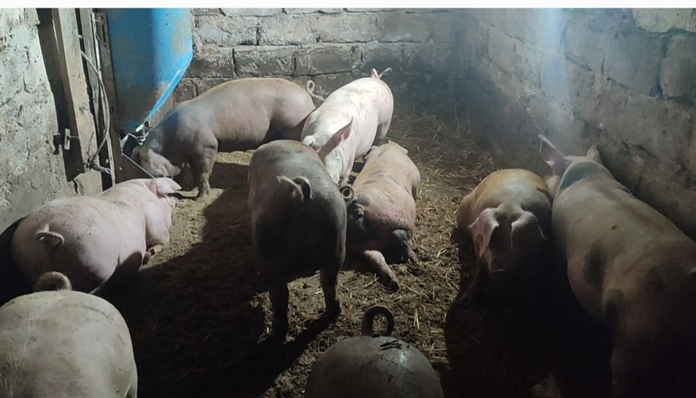 Продам свинки ремки на плем'я трьохпородний гібрид