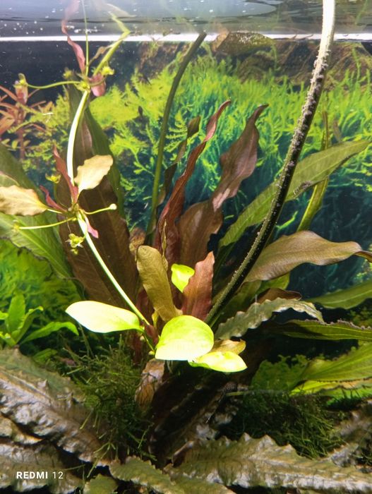Żabienica czerwona roślina akwariowa
