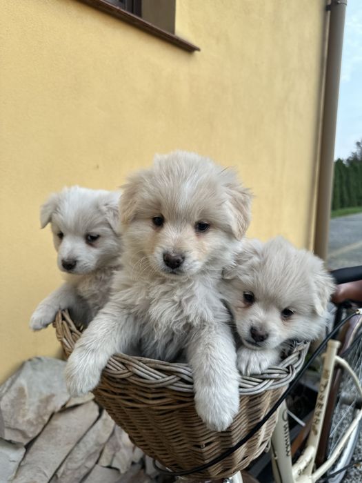 Śliczne białe szczeniaki