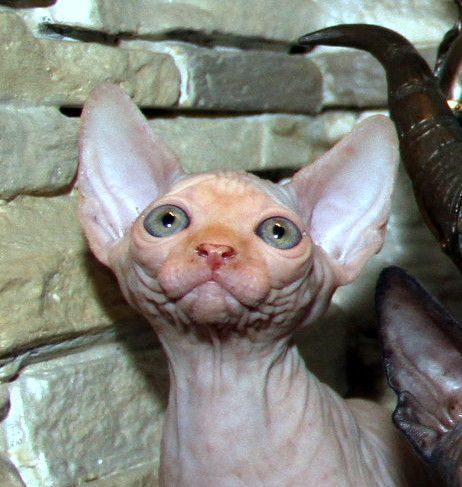 Котята канадских сфинксов белых,редовых,черных окрасов