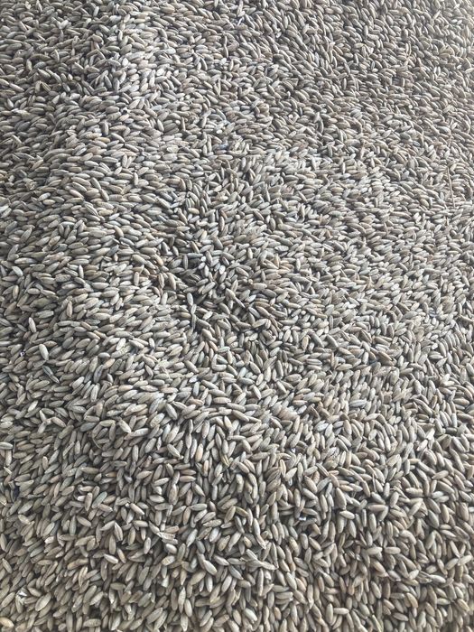 Żyto hybrydowe, pszenica, pszenżyto