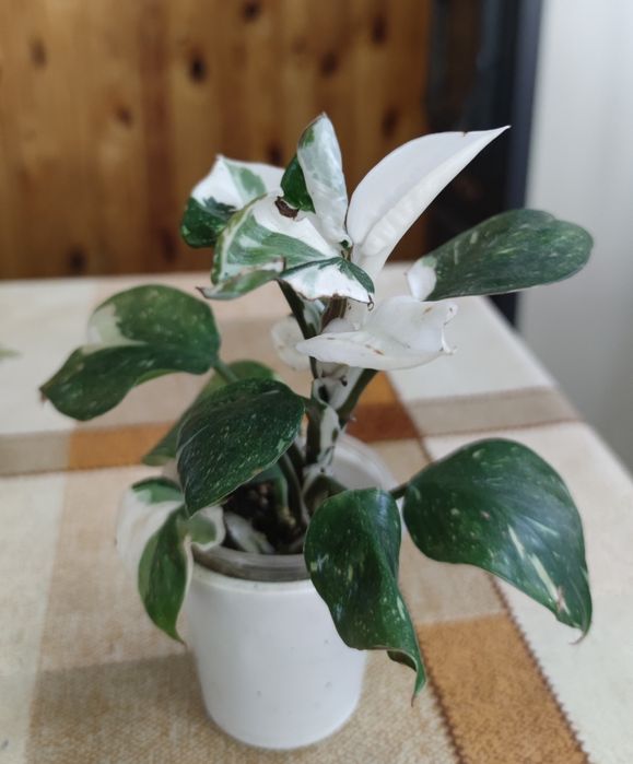 Філодендрон Вайт Кнайт