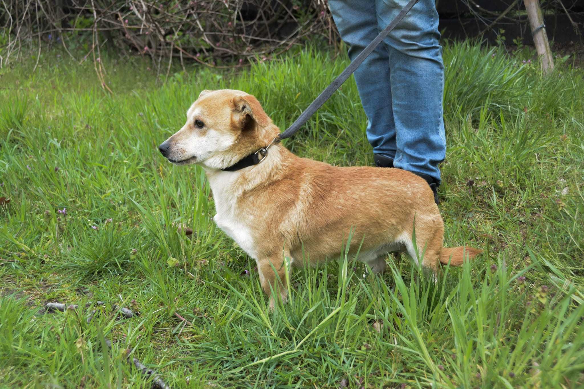 Słodki ptyś poleca się do adopcji