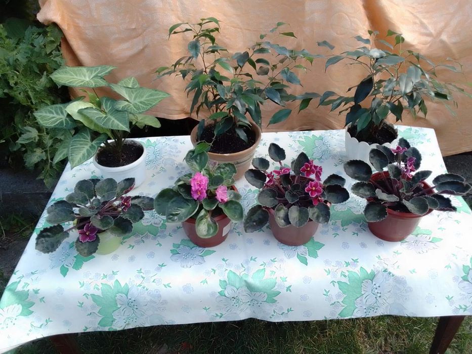 Домашні квіти кімнатні рослини цветы