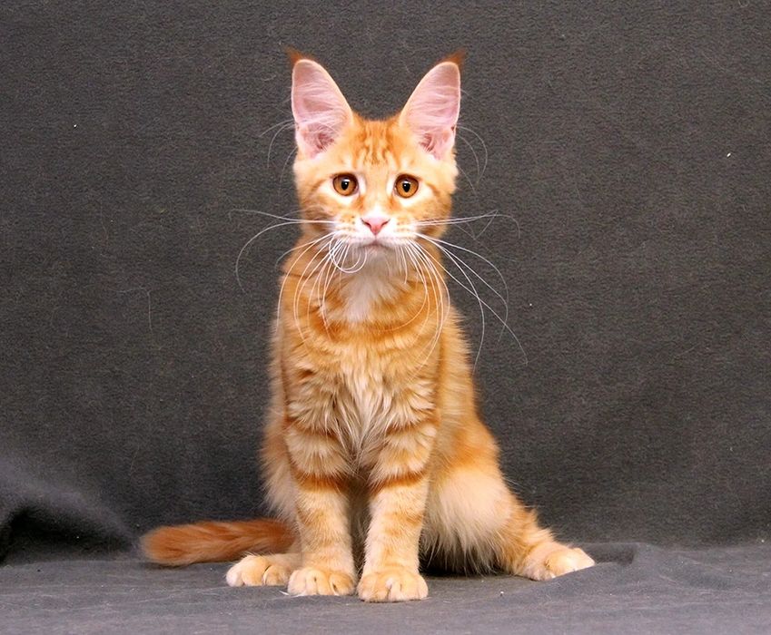 Мейн-кун мейн кун