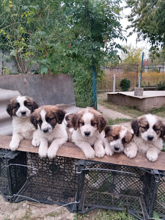 Вільні цуценята Московської сторожової