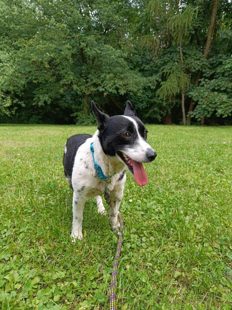 Sunia do Adopcji