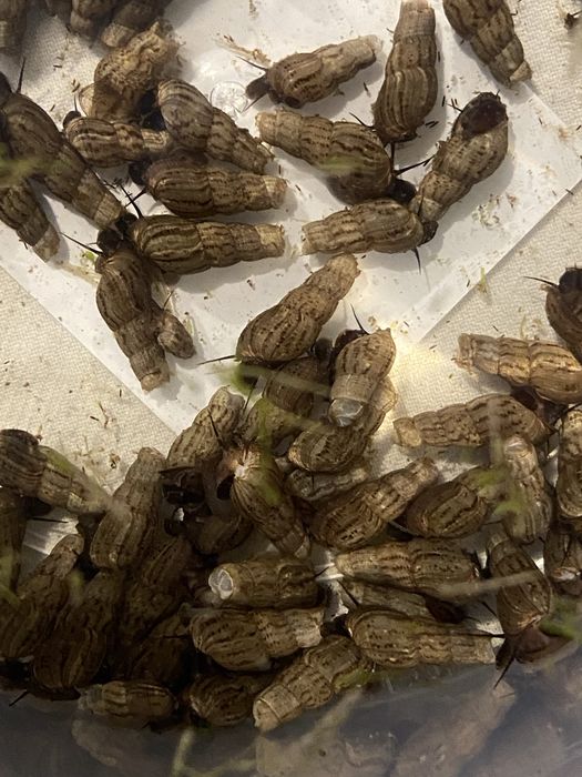 Ślimaki helenka i świderki