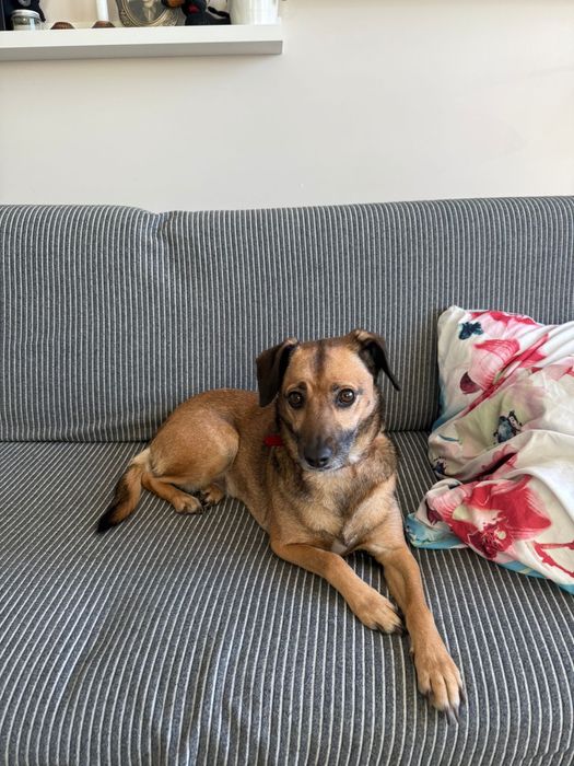 Cudowna Leti szuka domku