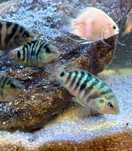 Acarás do Congo – Riscados e Albinos (6cm)